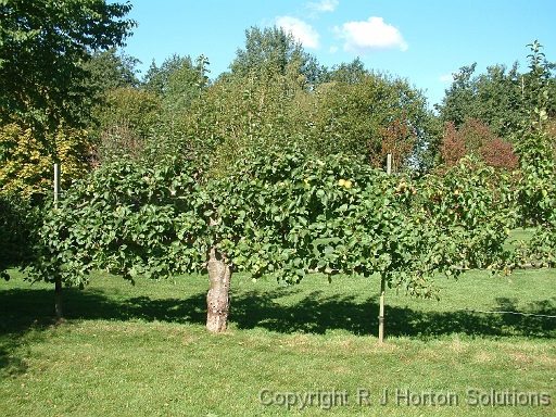 Apple Espalier